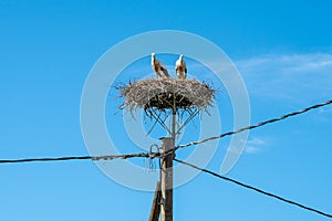 Two storks in a nest on an electric pole with wires against blue sky