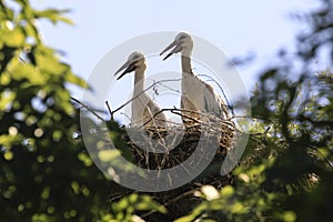 Two storks in a nest on a hot summer day.