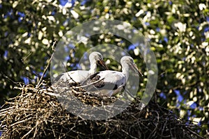 Two storks in a nest on a hot summer day.