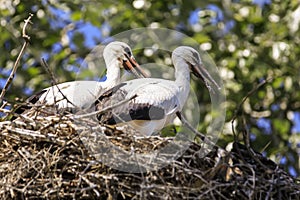 Two storks in a nest on a hot summer day.