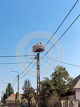 Two storks in nest on lamp post near village houses