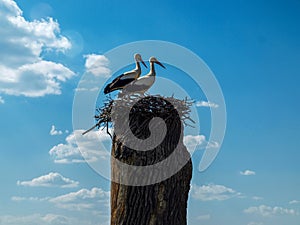 Two storks in a nest on an old tree in a fine spring sunny day.