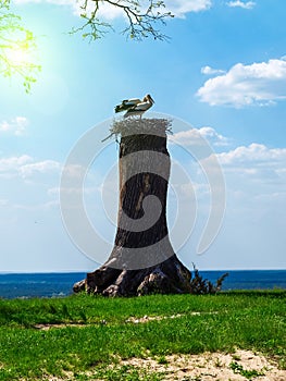 Two storks in a nest on an old tree in a fine spring sunny day.