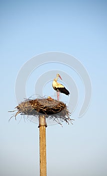 Two storks in the nest on the pole