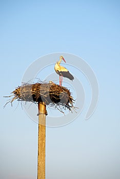 Two storks in the nest on the pole