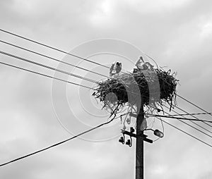 Two storks in a nest on a pole