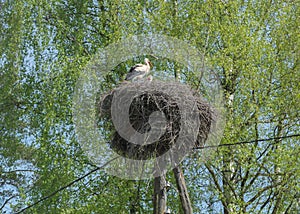 two storks in the nest . photo