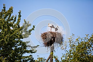 Two storks in the nest in summer