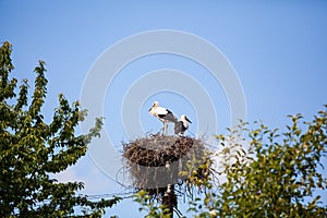 Two storks in nest in summer