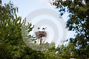 Two storks in nest in summer