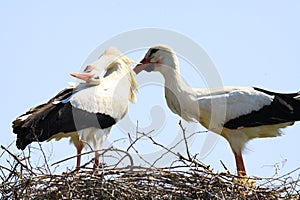 Two storks in a nest on a tree