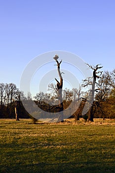 Two storks on a nest in a tree