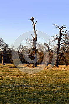 Two storks on a nest in a tree