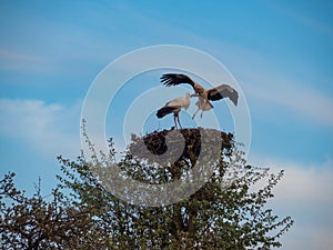 Two storks in the nest on the tree. Suwalski landscape park, Podlaskie, Poland.