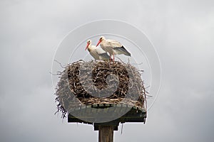 Two storks in a nest