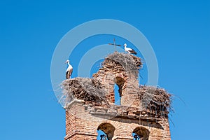Two storks in nests on old church bell tower