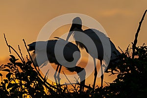 Two storks perched atop a tree branch silhouetted against a golden sunset sky