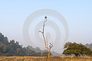 two storks perched in a dead tree on the background of blue sky. India, national Park rajaji