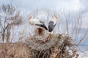 Two storks perched on their nests in a treetop