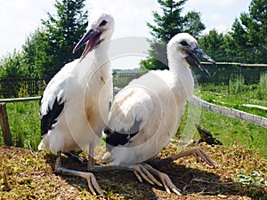 Two storks photo