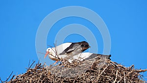 Two storks protecting themselves from the cold wind