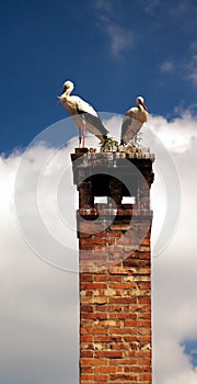 Two storks resting on chimney