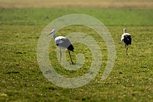 Two storks run across the green meadow