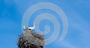 Two storks sit in a nest against a background of blue sky and clouds