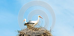 Two storks sit in a nest against a background of blue sky and clouds