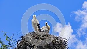 Two storks sits in the nest on blue sky background. Countryside landscape. Ecological, animal and family concept