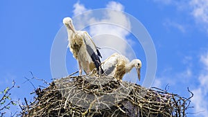 Two storks sits in the nest on blue sky background. Countryside landscape. Ecological, animal and family concept