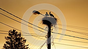 Two storks sitting in their nest at sunset