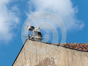 Two storks stand on a chimney in its nest, blue sky in background.