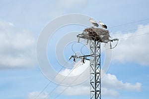 Two storks stand in a nest that is located on top of an electric tower against a blue sky with white clouds.