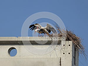 Two storks standing on a concrete pole building a nest