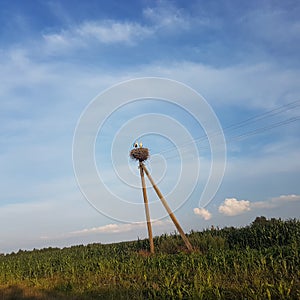 Two storks are standing on the nest