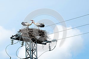 Two storks are standing in a nest facing each other which is located on top of an electric tower against a sky background.