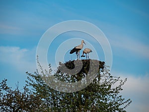 Two storks standing in the nest on the tree. Suwalski landscape park, Podlaskie, Poland.