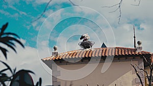 Two storks standing in nest on windy sunrise on rooftop of building. Couple of birds enjoying dawn tranquility in calm