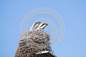 Two storks are in their nest on a chimney, in the spring , blue sky in background part of chimney