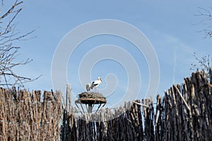 Two storks in their nest in front of the blue sky