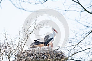 Two storks in their nest, in the spring months, one stork is standing the other is in the nest