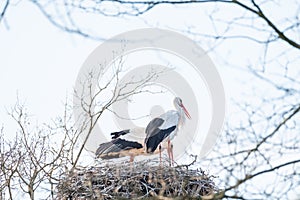 Two storks in their nest, in the spring months, one stork is standing the other is in the nest