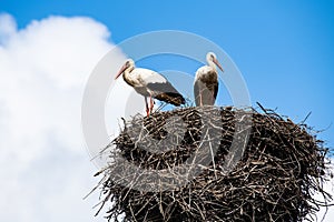 Two storks on their net against the sky