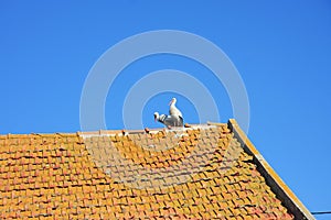 Two storks on tiled roof on background of blue sky.