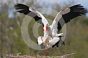 Two storks together in the nest