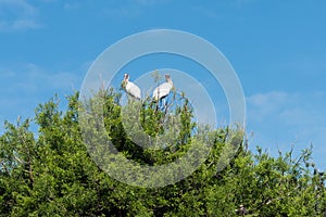 Two storks in tree