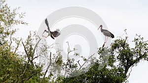 Two Storks on the Tree Top, one landing