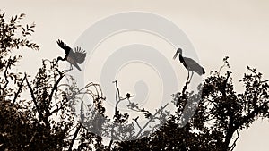 Two Storks on the Tree Top, one landing A