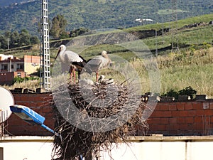 Two storks up - Front view